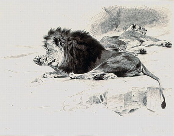 Wilhelm Kuhnert - Ruhende Löwen