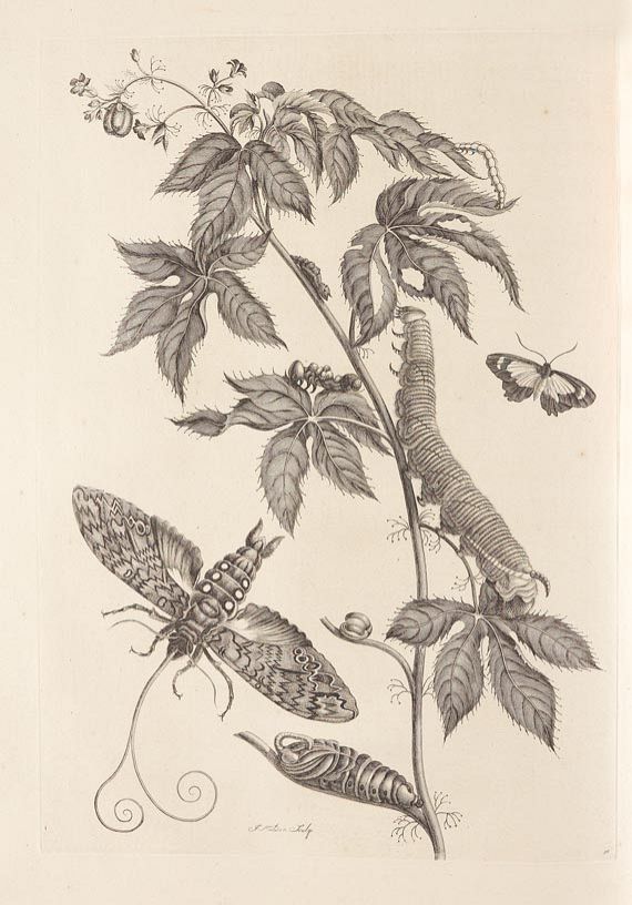 Maria Sibylla Merian - Surinaamsche Insecten. 1730 - Autre image