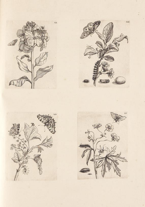 Maria Sibylla Merian - Surinaamsche Insecten. 1730 - Autre image