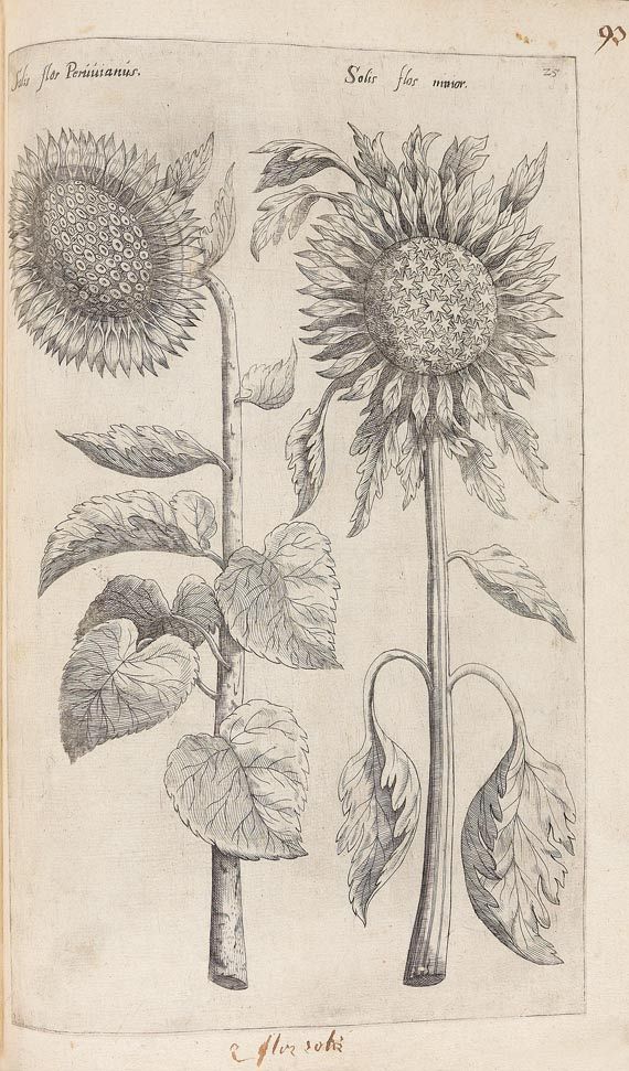 Emanuel Sweertius - Florilegium. 1612 - Autre image