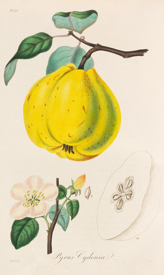 John Lloyd Stephens - Medical Botany, 1853, 4 Bde. - Autre image
