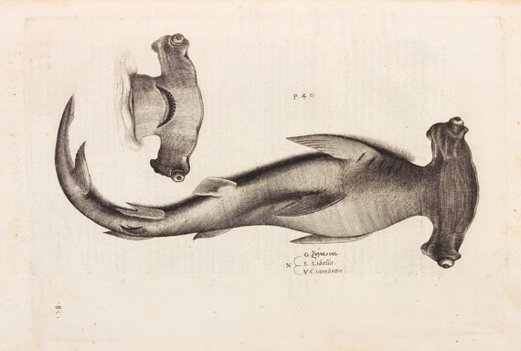 Ippolito Salviani - Aquatilium animalium (1554) - Autre image