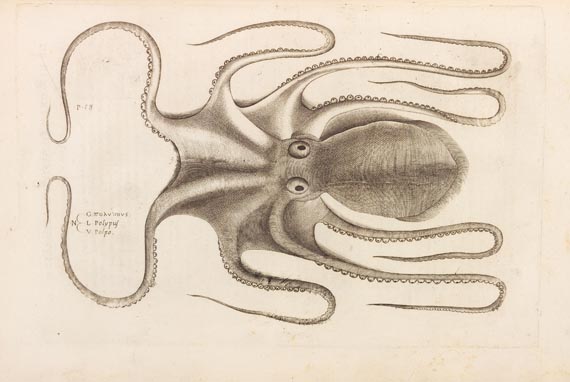 Ippolito Salviani - Aquatilium animalium (1554) - Autre image