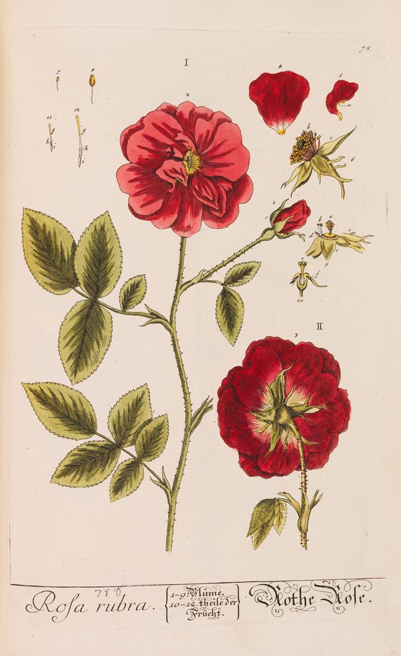   - Herbarium Blackwellianum. 6 Bde. 1750 - Autre image