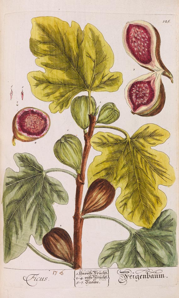   - Herbarium Blackwellianum. 6 Bde. 1750 - Autre image