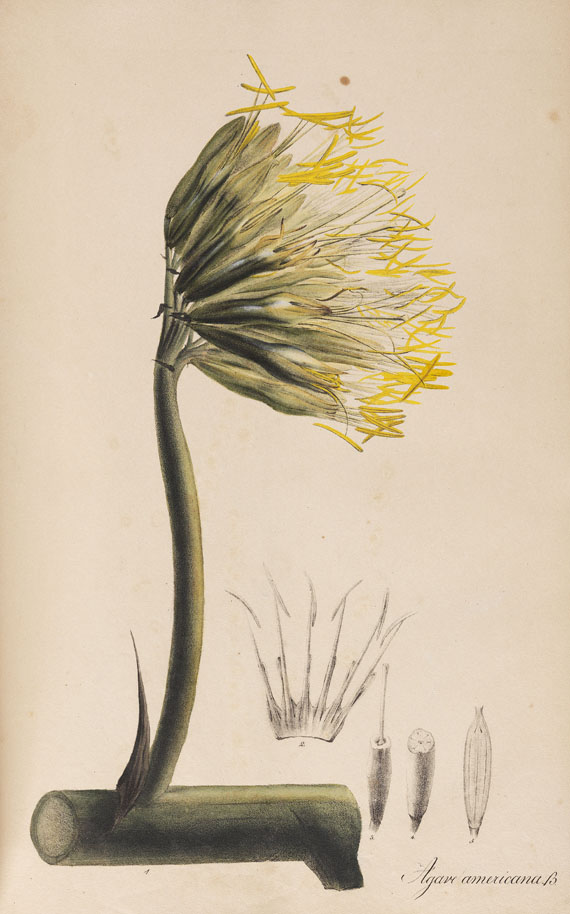 Theodor Friedrich Ludwig Nees von Esenbeck - Plantae officinales medicinales. 1828. - Autre image