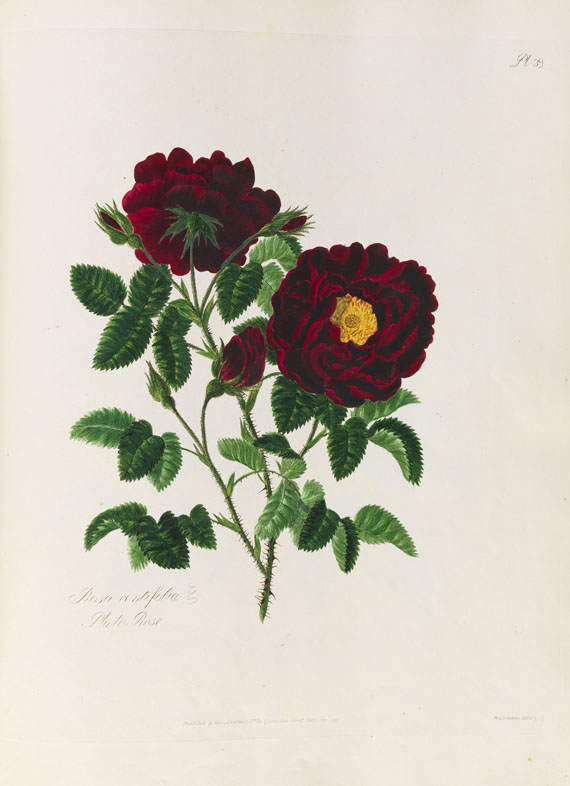 Mary Lawrance - A collection of roses. 1799. - Autre image