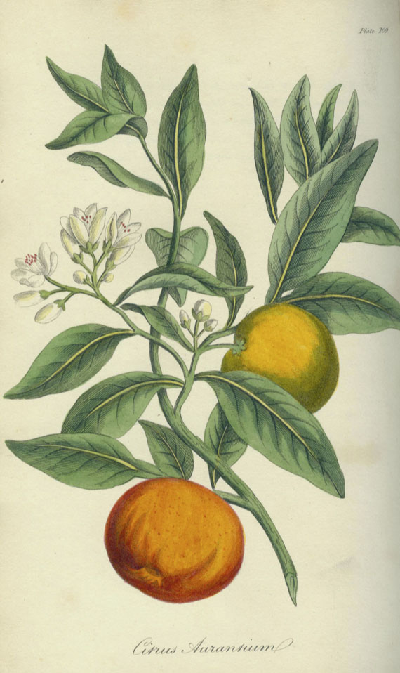 Medical botany - Medical botany. 1819-21. 2 Bde.