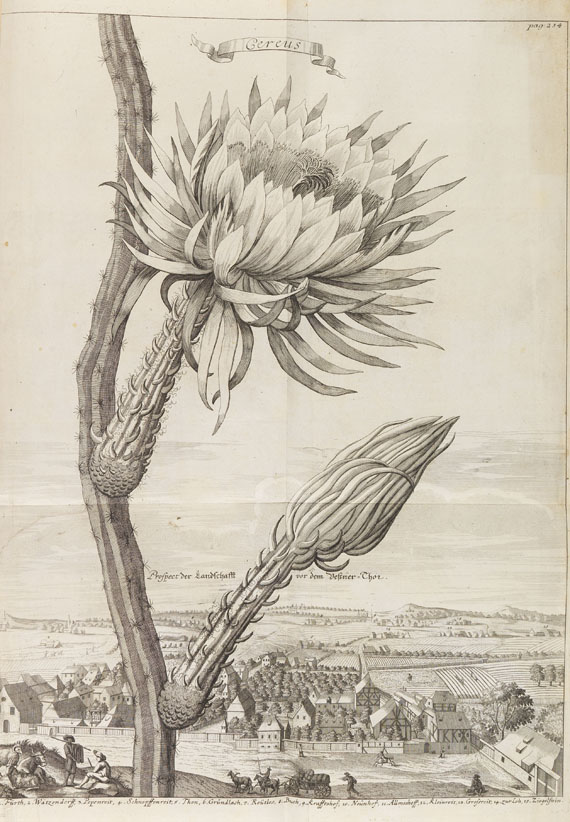 Johann Christoph Volckamer - Nürnbergische Hesperides. 1 Tl. 1708 - Autre image