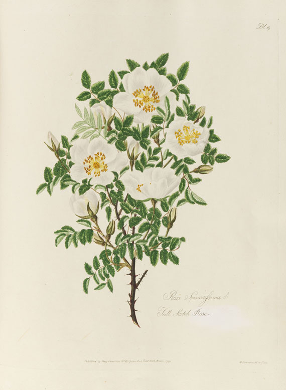 Mary Lawrance - A collection of roses. 1799. - Autre image