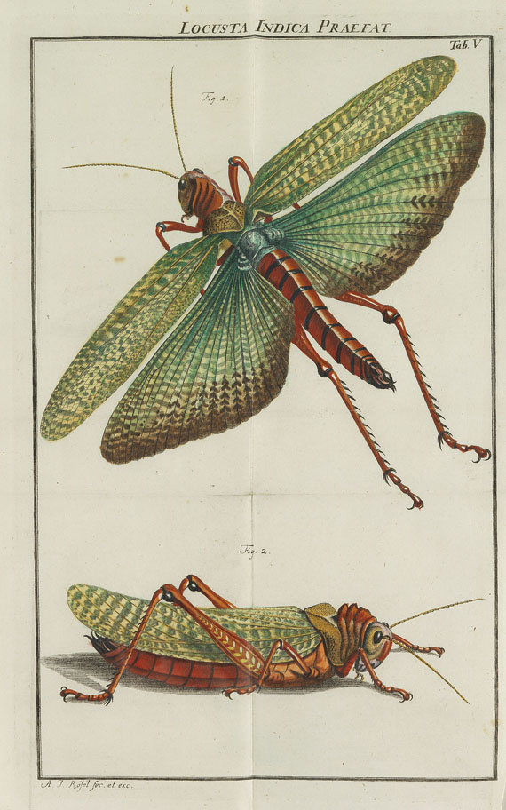 August J. Rösel von Rosenhof - Insecten-Belustigung. 4 Bde. 1759-92 - Autre image