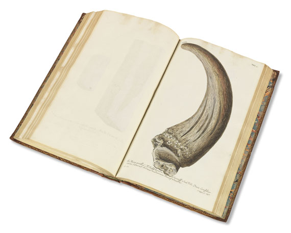 Georg W. Knorr - Recueil des monumens des catastrophes. 4 Bde. 1768-1778 - Autre image