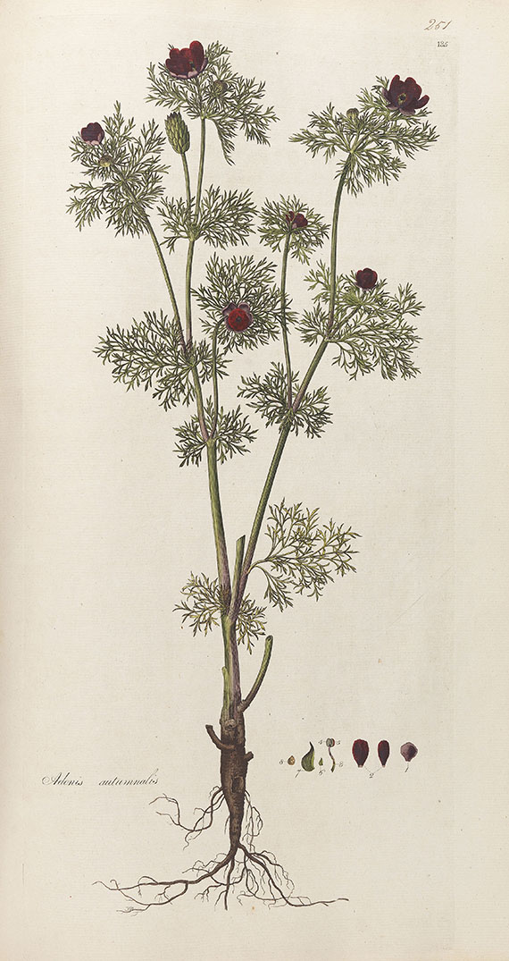 William Curtis - Flora Londinensis. 2 Bde. 1775-1798. - Autre image