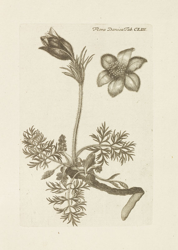   - Flora Danica. 10 Bde. 1761-99 - Autre image