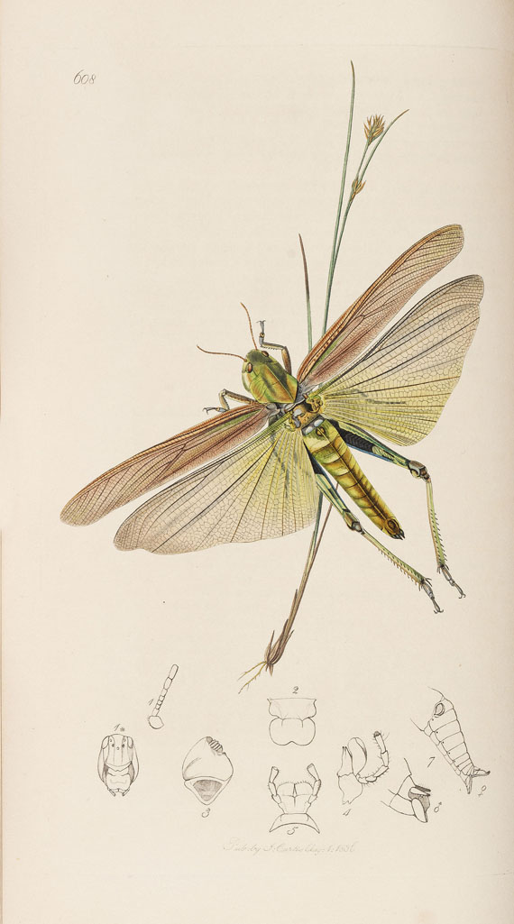 John Curtis - The genera of insects. 8 Bde. 1823-40 - Autre image