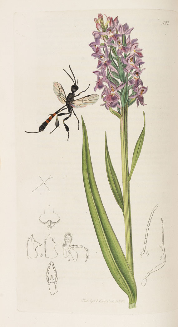 John Curtis - The genera of insects. 8 Bde. 1823-40 - Autre image