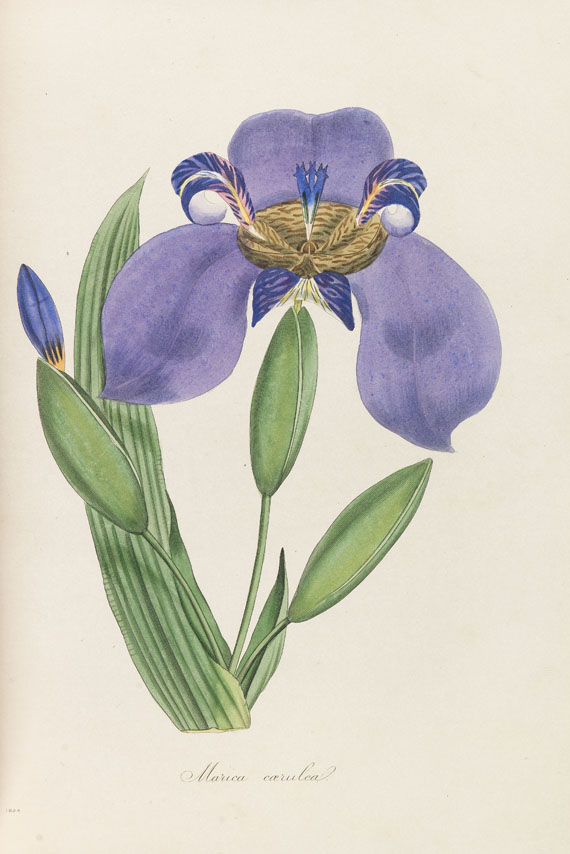 Joseph Paxton - Magazine of botany. 9 Bde. 1834-1844 - Autre image
