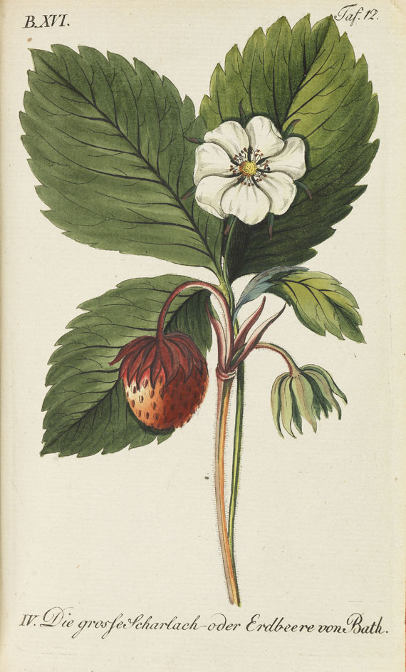 Johann Volckmar Sickler - Der teutsche Obstgärtner. 20 Bde. 1794 f. - Autre image