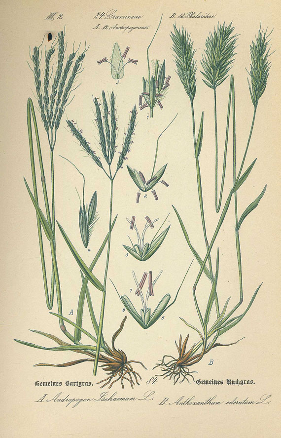 Otto Wilhelm Thomé - Flora von Deutschland, Österreich und der Schweiz. 4 Bde. 1886-88.