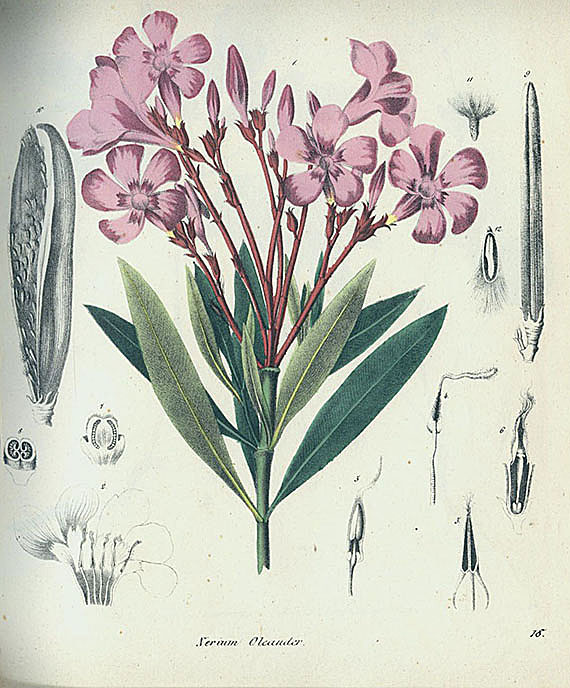 Giftpflanzen - Giftgewächse. 1827-55. 3 Bde.