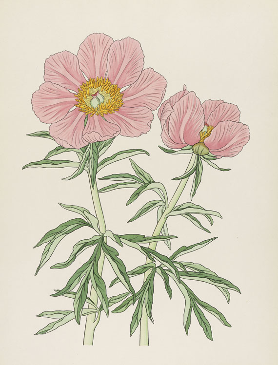 Josef Weisz - Blumen der Alpen. 4 Mappen - Autre image