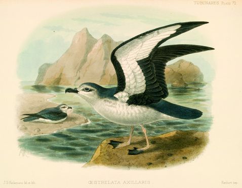 Godman, F. Du Cane - Monograph of the petrels