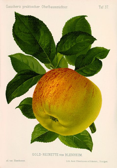 Gaucher, N. - Obstbaumzüchter. Jg. 1885-94 in 9 Bdn.