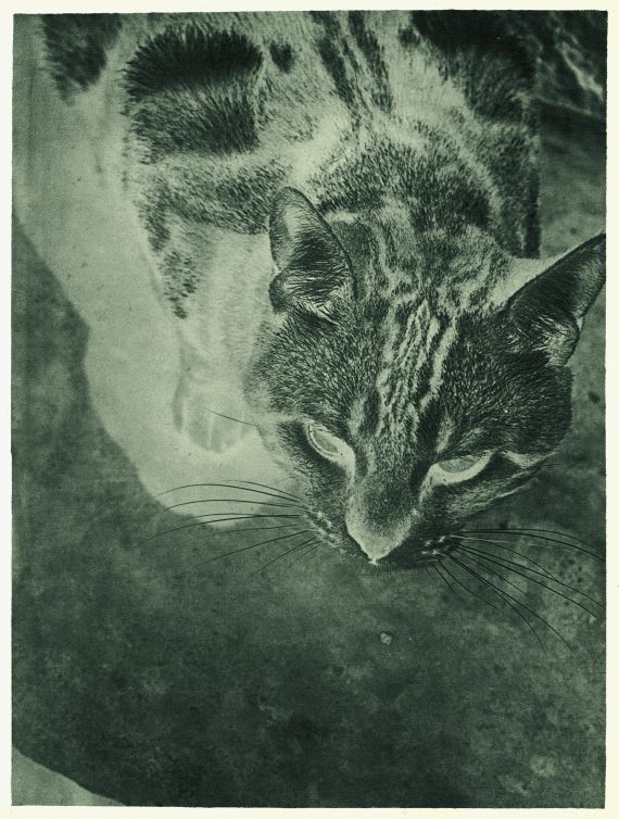 László Moholy-Nagy - Katze (Negativ-Abzug)