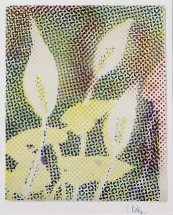 Sigmar Polke - Calla