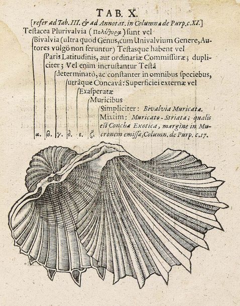 Fabius Columna - Opusculum de Purpura Romae