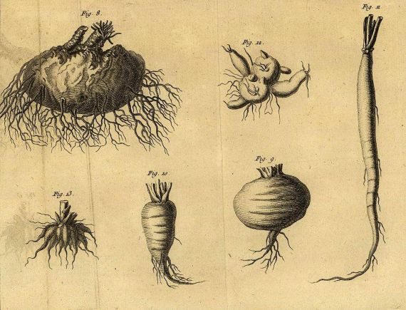 Henri-Louis Duhamel du Monceau - La physique des arbres. 1758.