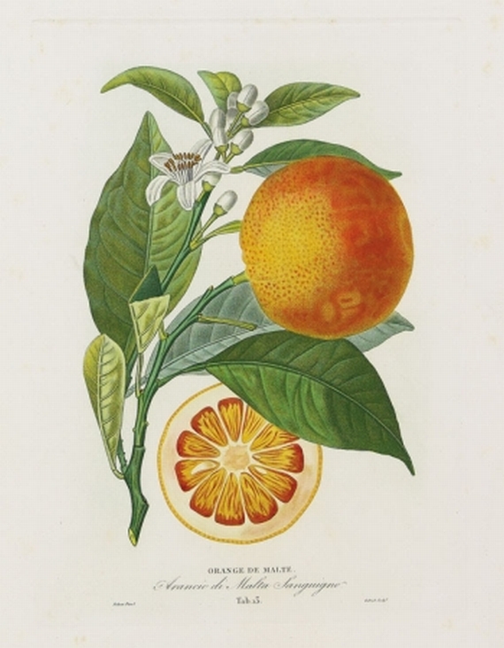 Joseph Antoine Risso - Histoire et culture des orangers. Nouv. éd. 1872.