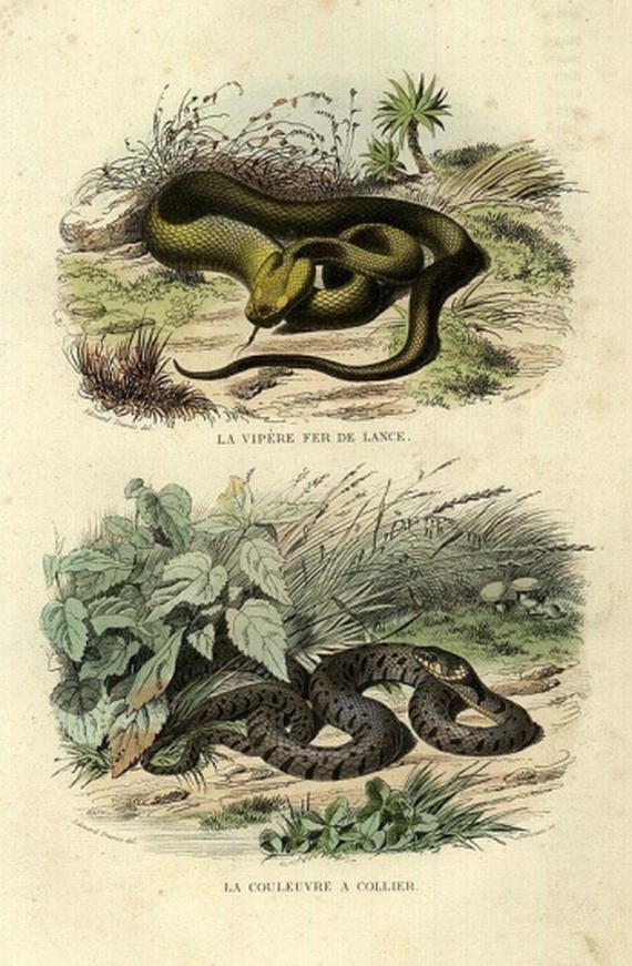 B. E. G. de Lacepede - Histoire Naturelle, 2 Bde. 1844