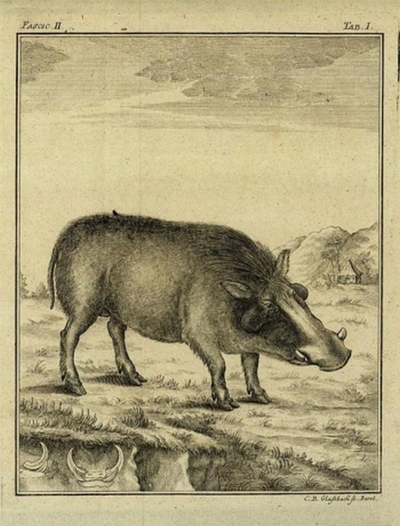 P. S. Pallas - Naturgeschichte, 3 Bde. 1769