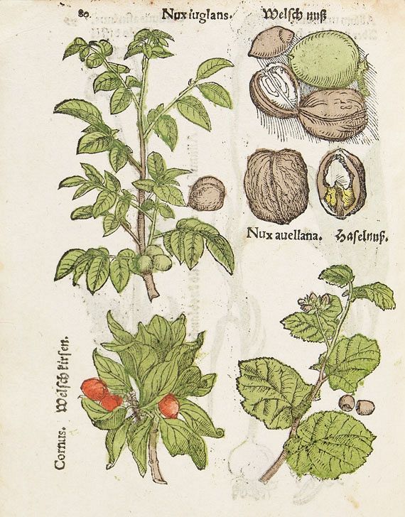  - Herbarum, arborum, fruticum, frumentorum. 1552 - Autre image