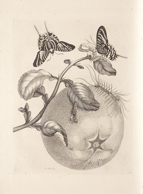 Maria Sibylla Merian - Surinaamsche Insecten. 1730 - Autre image