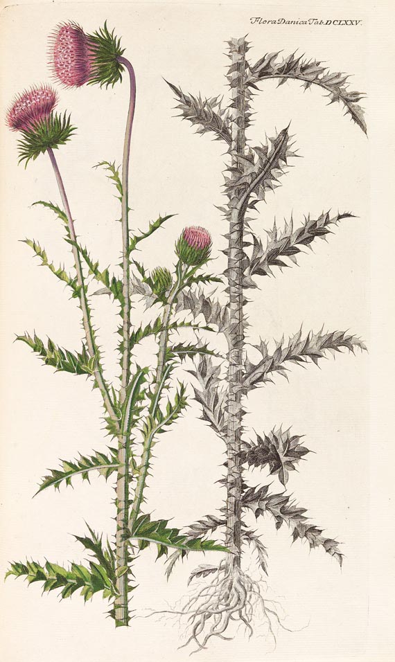 Georg Christian Oeder - Flora Danica, 1766, 29 Hefte in 15 Bdn. - Autre image