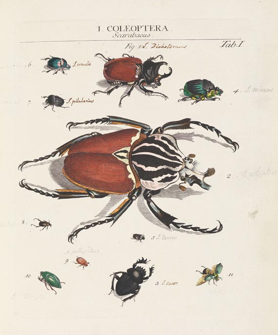 Johann Jacob Roemer - Genera insectorum. 1789.