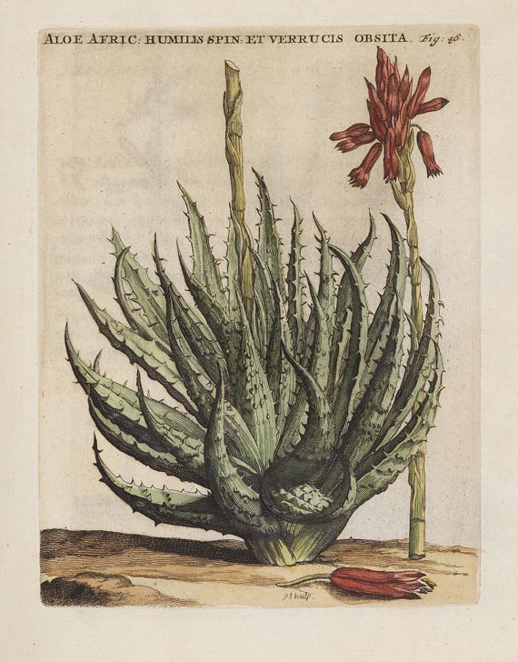 Caspar Commelin - Horti medici plantae. 1706