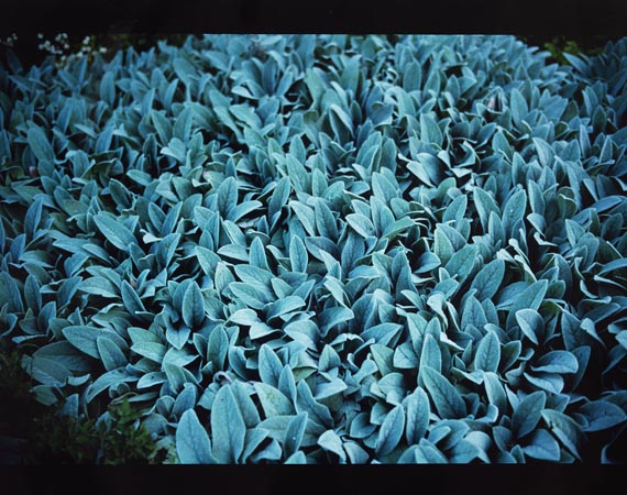 Nan Goldin - Lambs ears