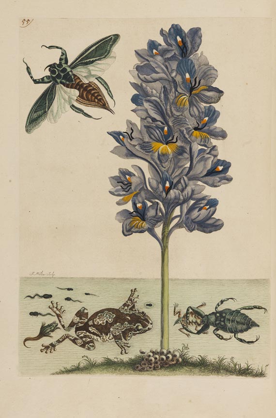 Maria Sibylla Merian - Surinaamsche Insecten. Amsterdam 1730. - Autre image
