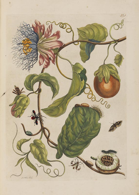 Maria Sibylla Merian - Surinaamsche Insecten. Amsterdam 1730. - Autre image