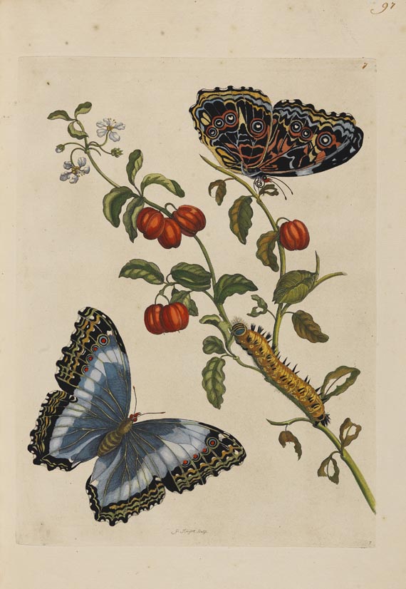 Maria Sibylla Merian - Surinaamsche Insecten. Amsterdam 1730. - Autre image