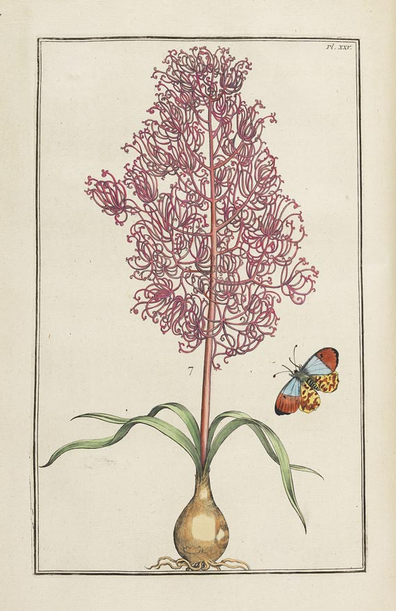 Maria Sibylla Merian - Histoire générale des insectes. 1771. - Autre image