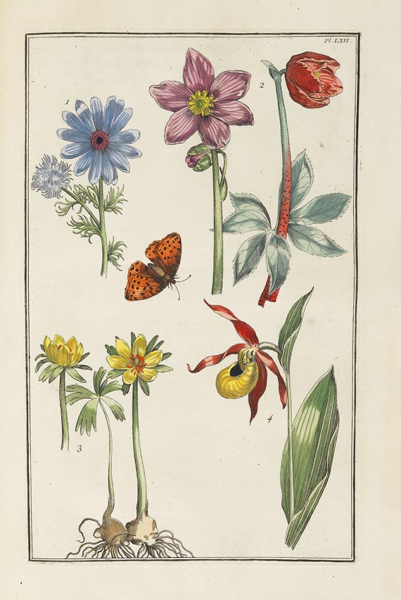 Maria Sibylla Merian - Histoire générale des insectes. 1771. - Autre image