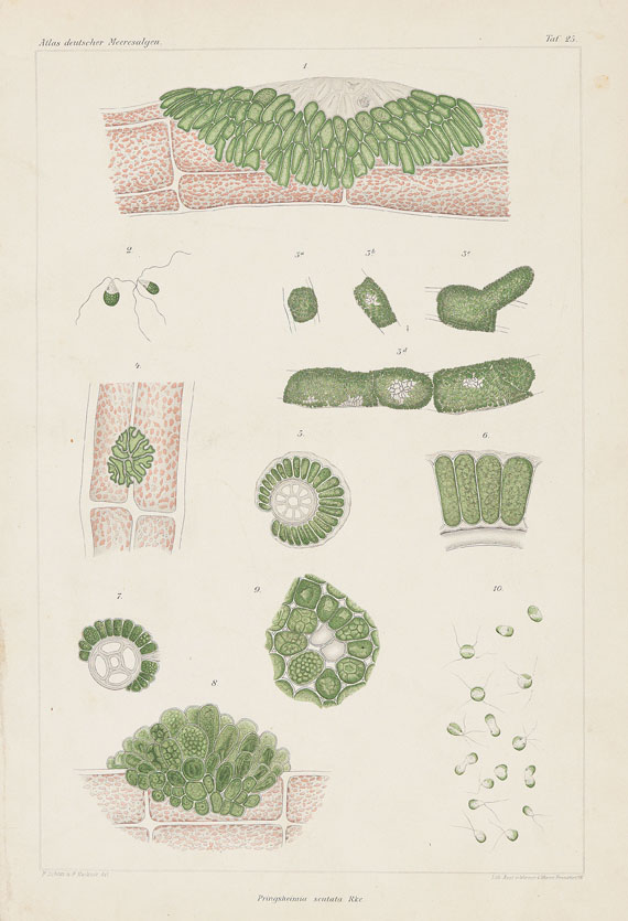 Reinke, J. - Atlas deutscher Meeresalgen. 1889.