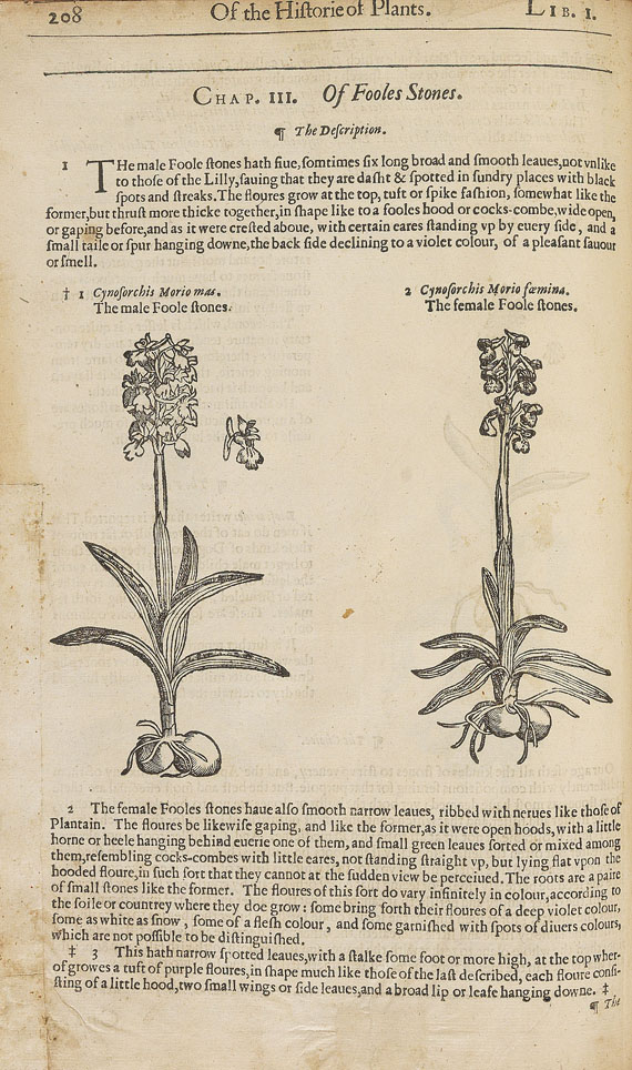 John Gerarde - The herball or generall historie of plantes. 1633