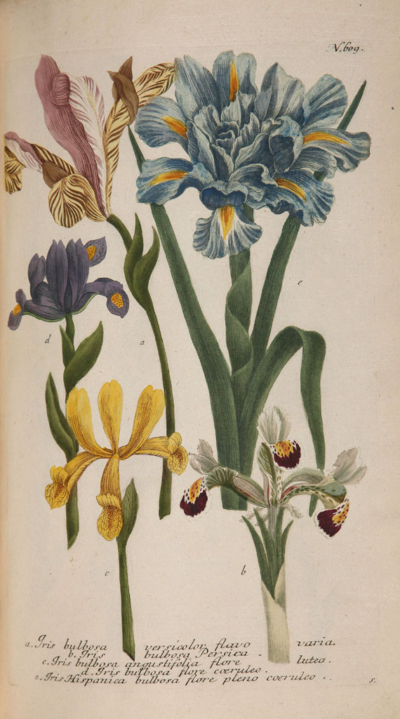 Johann Wilhelm Weinmann - Phytanthoza iconographia. 1737-45. 4 Bde. - Autre image