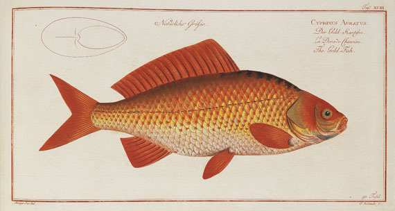 Marcus Elieser Bloch - Oecon. Naturgeschichte der Fische/d. ausländ. Fische. 5 Text- u. 4 Tafelbde. Zus. 9 Bde. 1782-87. - Autre image