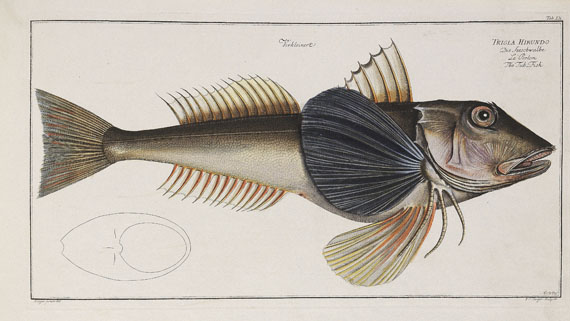 Marcus Elieser Bloch - Oecon. Naturgeschichte der Fische/d. ausländ. Fische. 5 Text- u. 4 Tafelbde. Zus. 9 Bde. 1782-87. - Autre image